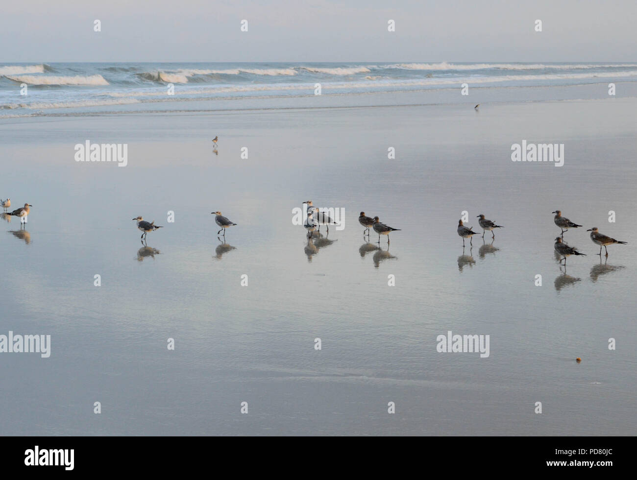 Sammeln von Vögeln auf erholsamen Strand mit Wellen im Hintergrund. Stockfoto