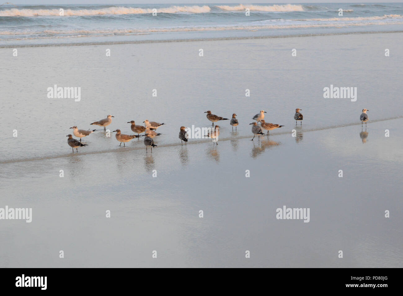 Kleine Herde der Vögel an Water's Edge am Strand stehen in der Nähe von Sunset Stockfoto