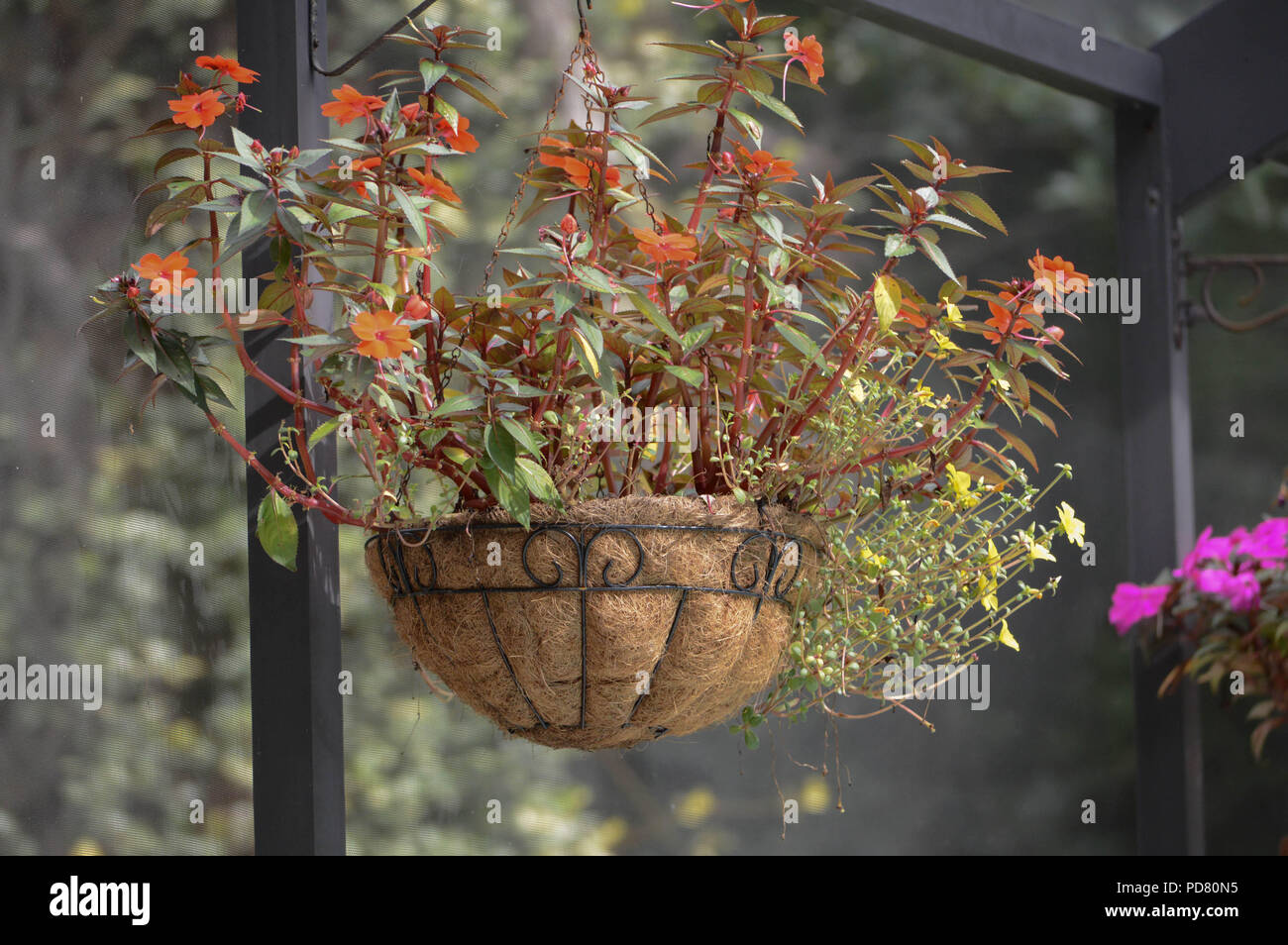 Closeup Foto Garten im Hinterhof bunten Großen Roten Reifen Wachs Begonia dekorative Dekorative Black Metal Stroh Topfpflanzen hängenden Korb Ende des Sommers Stockfoto