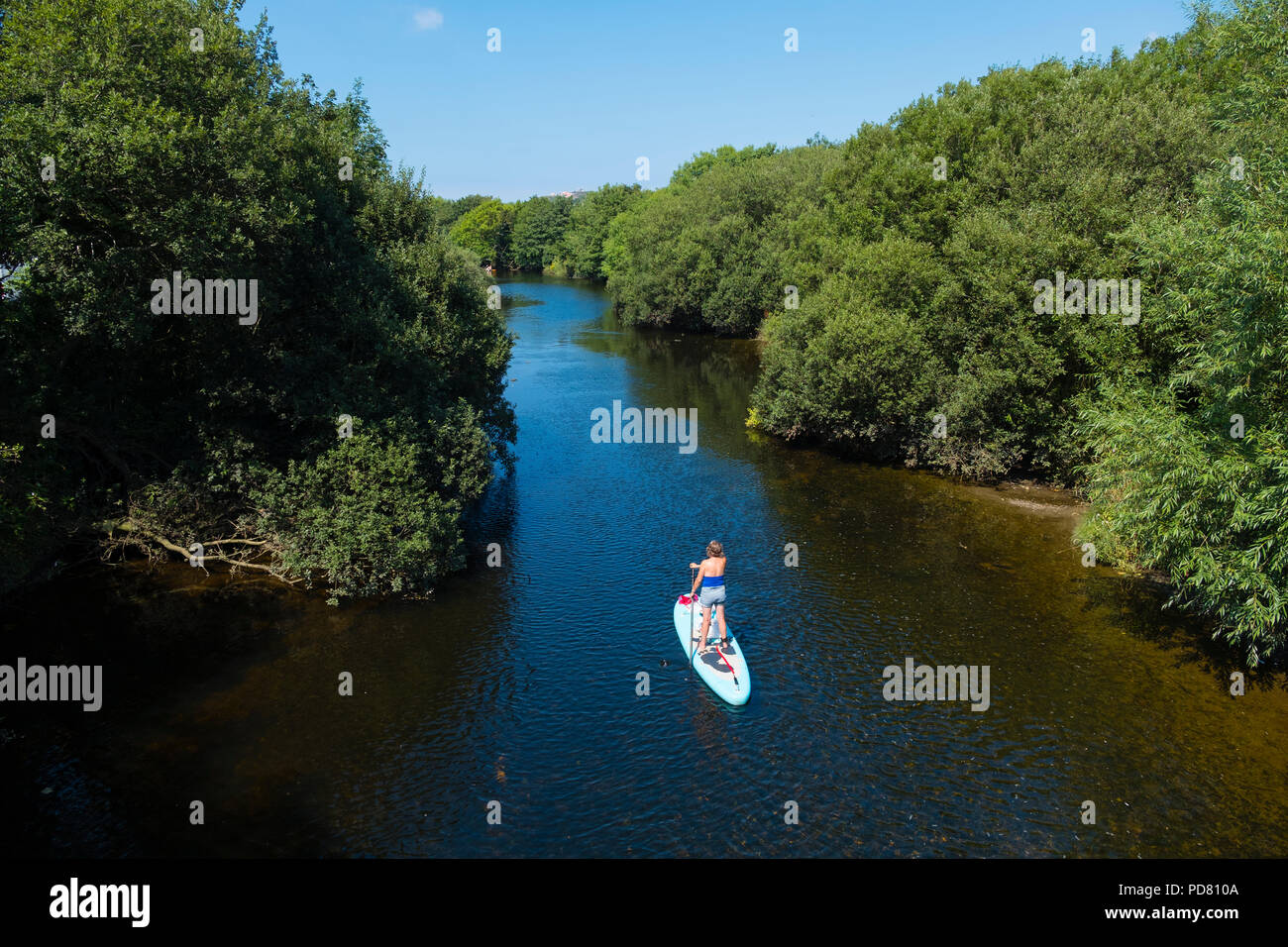 Eine Frau mittleren Alters freiwillig auf ihr Paddel-board sammeln Kunststoff Papierkorb Abfall und anderen Wurf vom Ufer des Rheidol Fluss in Aberystwyth, Wales UK an einem warmen Sommernachmittag suny Stockfoto