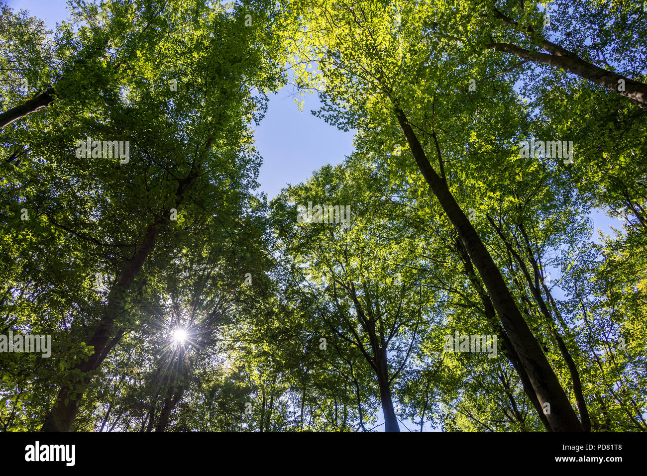 Gruner Baum Blatter Gegen Den Blauen Sonnigen Himmel Von Unten Als Vorlage Mit Kostenlose Kopie Raum Stockfotografie Alamy