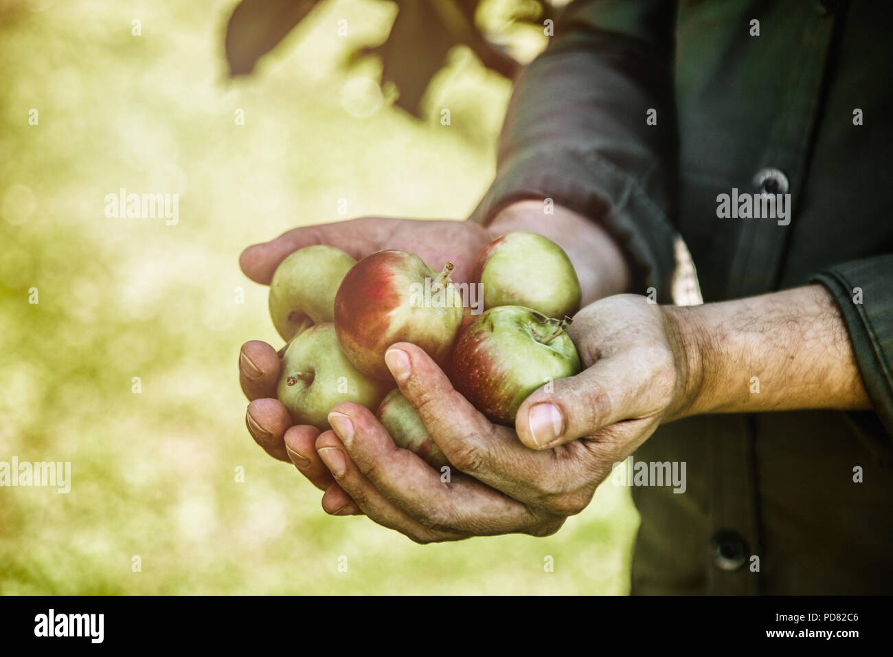 Biologisch angebautes Obst und Gemüse. Bauern Hände mit frisch geernteten Äpfeln. Stockfoto