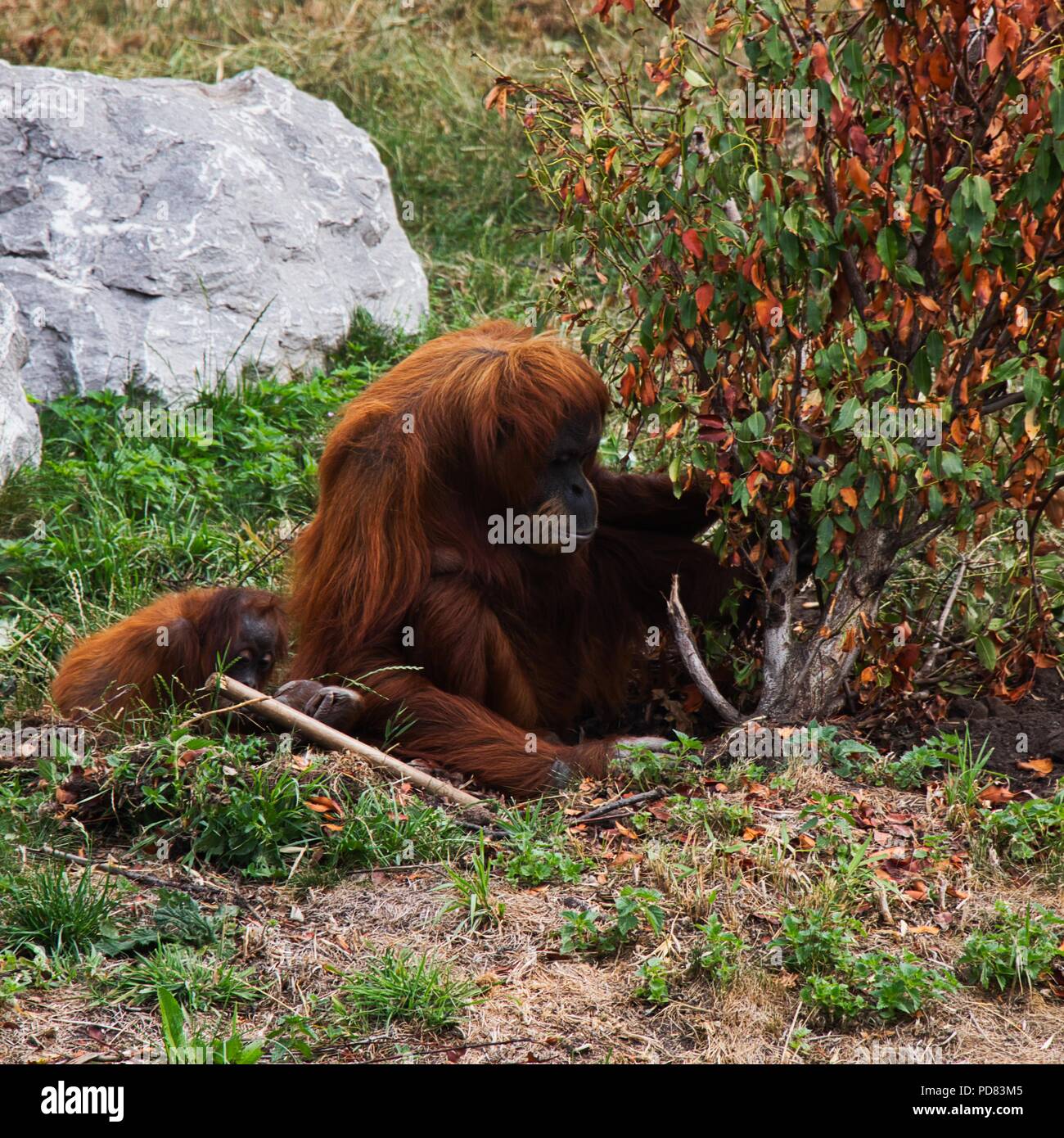 Orang Utan mit Knabe bei Chester Zoo Stockfoto