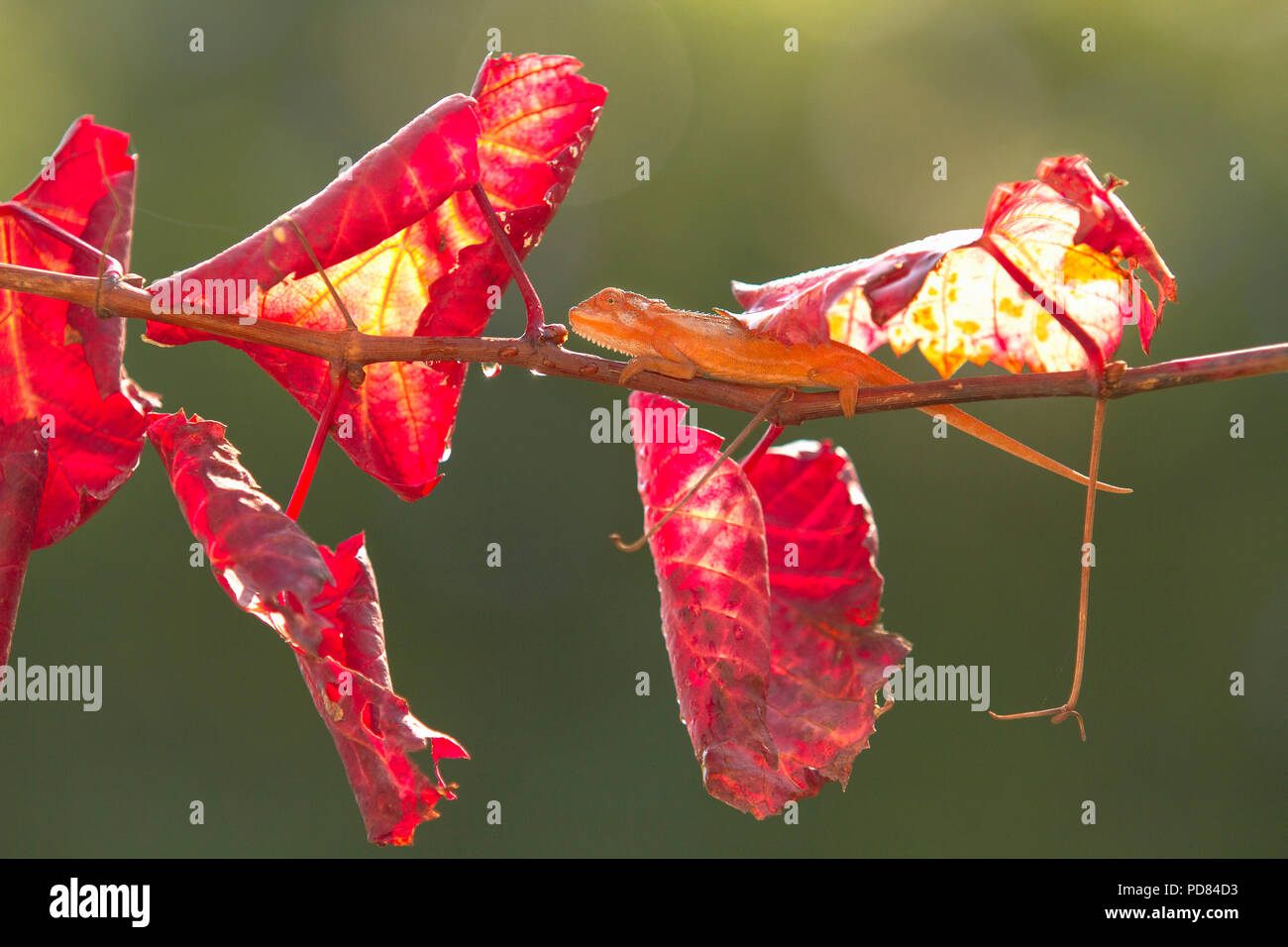 Getarnt Chamäleon Stockfoto