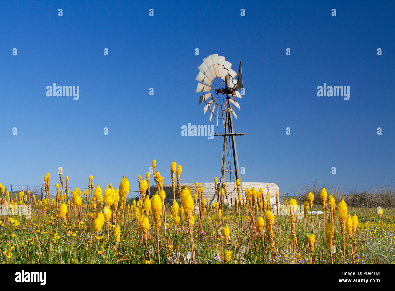 Cattail Blumen im Namaqualand Stockfoto