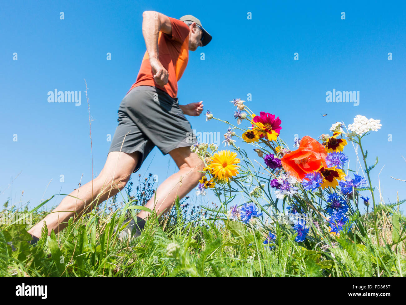 Low Angle View von ausgewachsenen männlichen Läufer auf Trail durch wildflower Meadow. Großbritannien Stockfoto