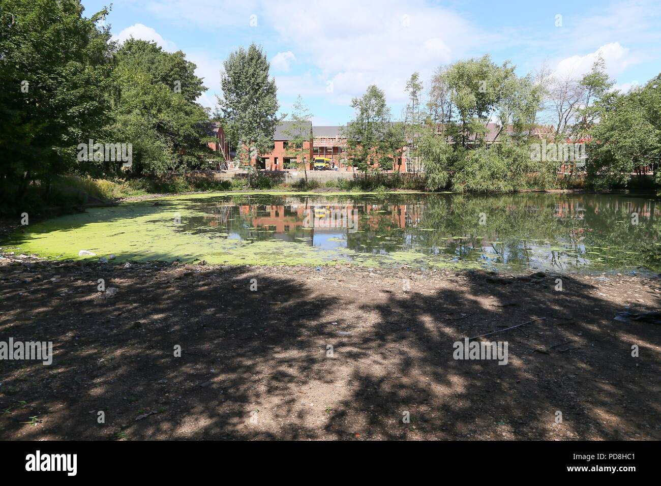 Smethwick, West Midlands, UK. 8. August 2018. Ein Pool ist geschlossen worden, die bis zu 45 Vögel, vor allem Kanada Gänse, haben in den letzten Wochen nach Bakterien in einem Pool im Victoria Park, Smethwick, in der Nähe von Birmingham entwickelt, aufgrund der neuen heißen Wetter enthalten. Ein Sprecher der RSPCA vermutet, dass die Vögel starben nach Vertragsparteien Vogelbotulismus. Peter Lopeman/Alamy leben Nachrichten Stockfoto