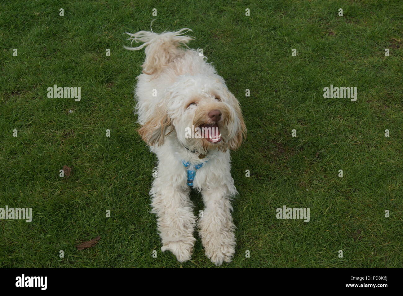 Cockerpoo Hund auf Gras Stockfoto