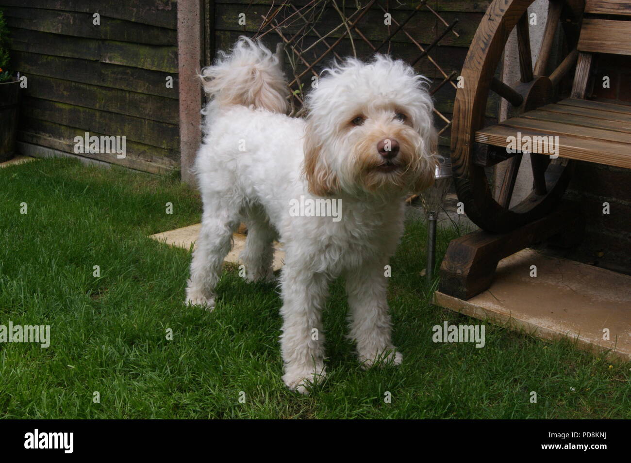 Cockerpoo Hund im Garten Stockfoto
