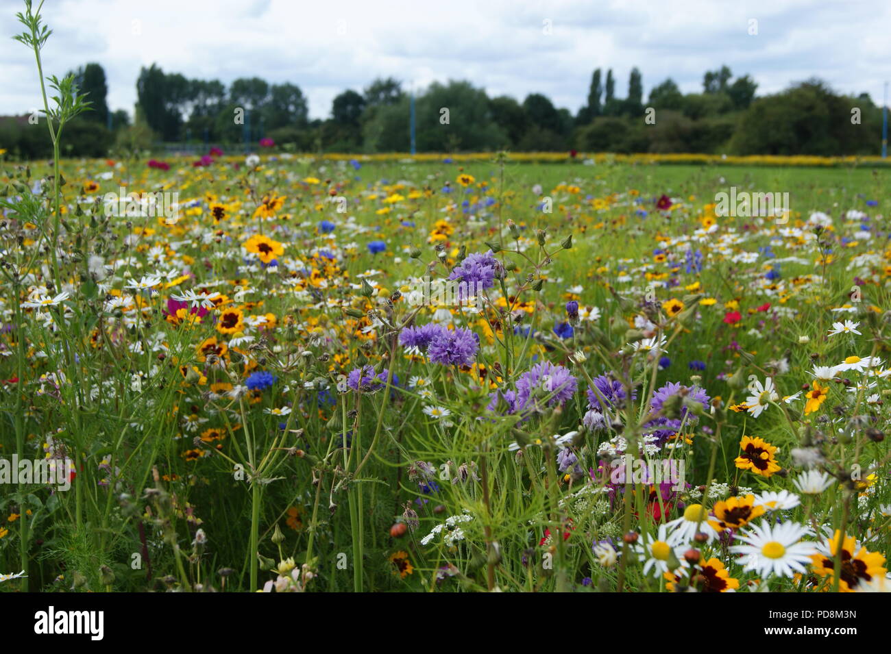 Wiesenblumen Stockfoto