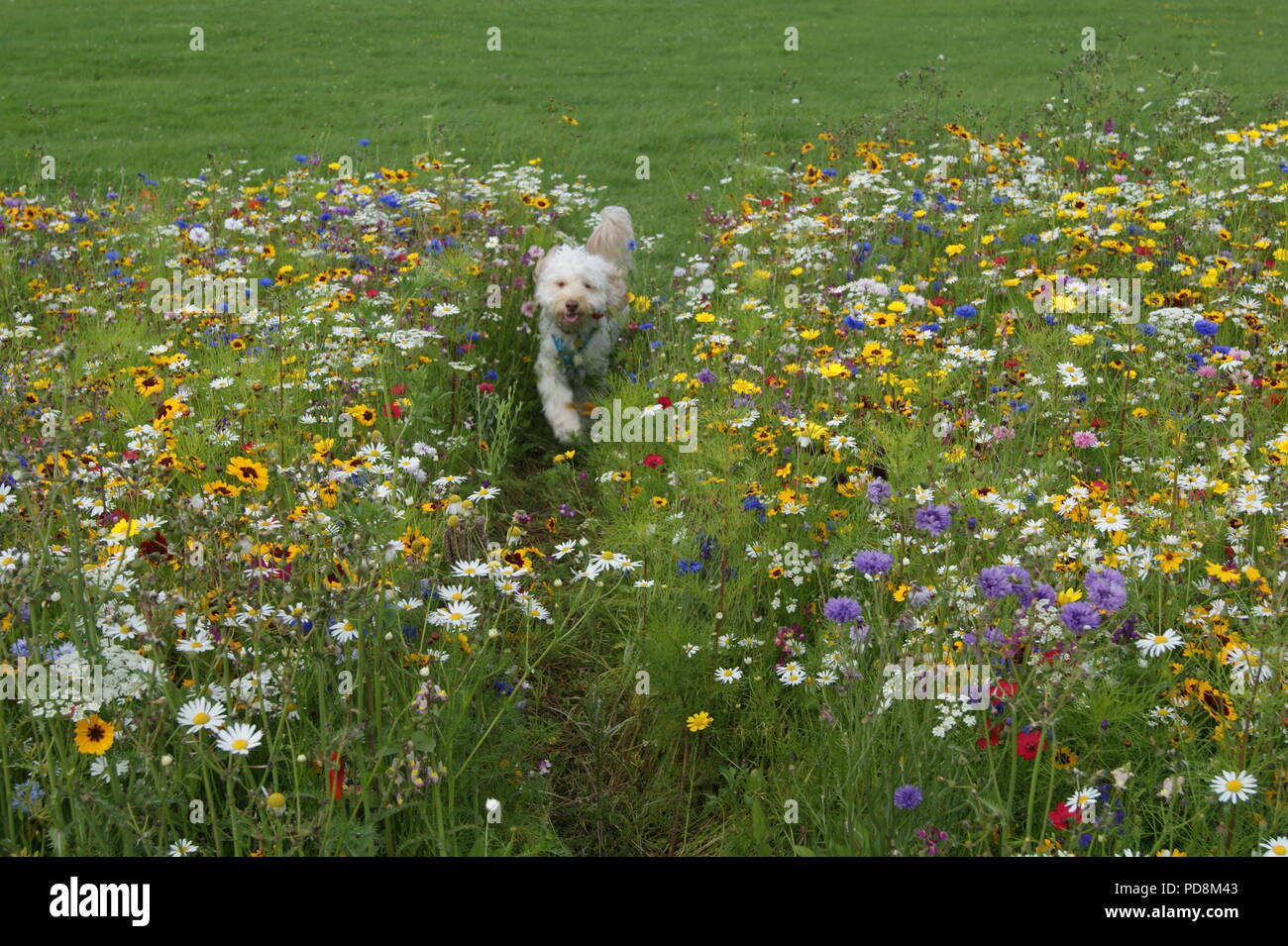 Mehrfarbige wilde blumen -Fotos und -Bildmaterial in hoher Auflösung