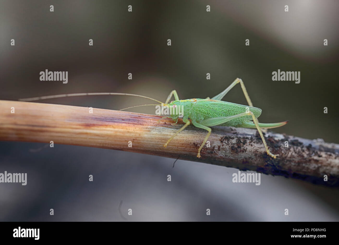 Meconema thalassinum Nymphe eines (Eiche Bush - Kricket) Stockfoto