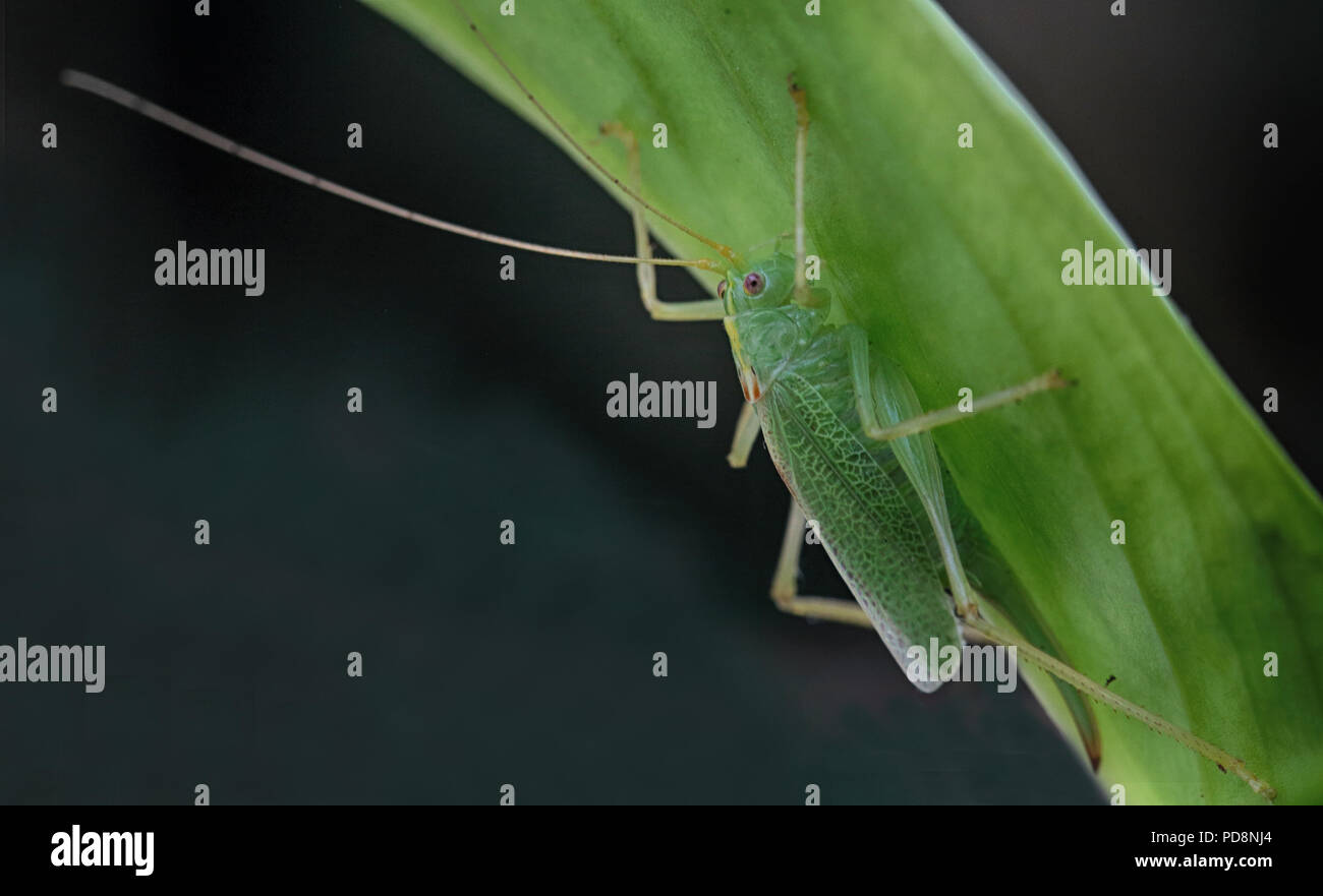 Meconema thalassinum Nymphe eines (Eiche Bush - Kricket) Stockfoto