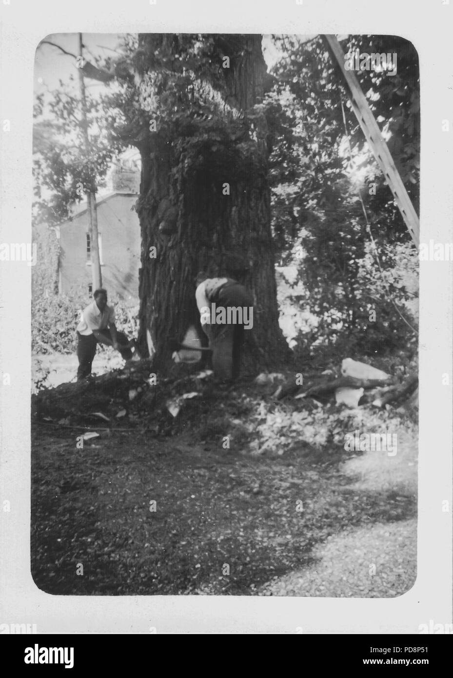 Holzfäller, die einen Baum von Hand abschneiden Großbritannien, 1951 Stockfoto