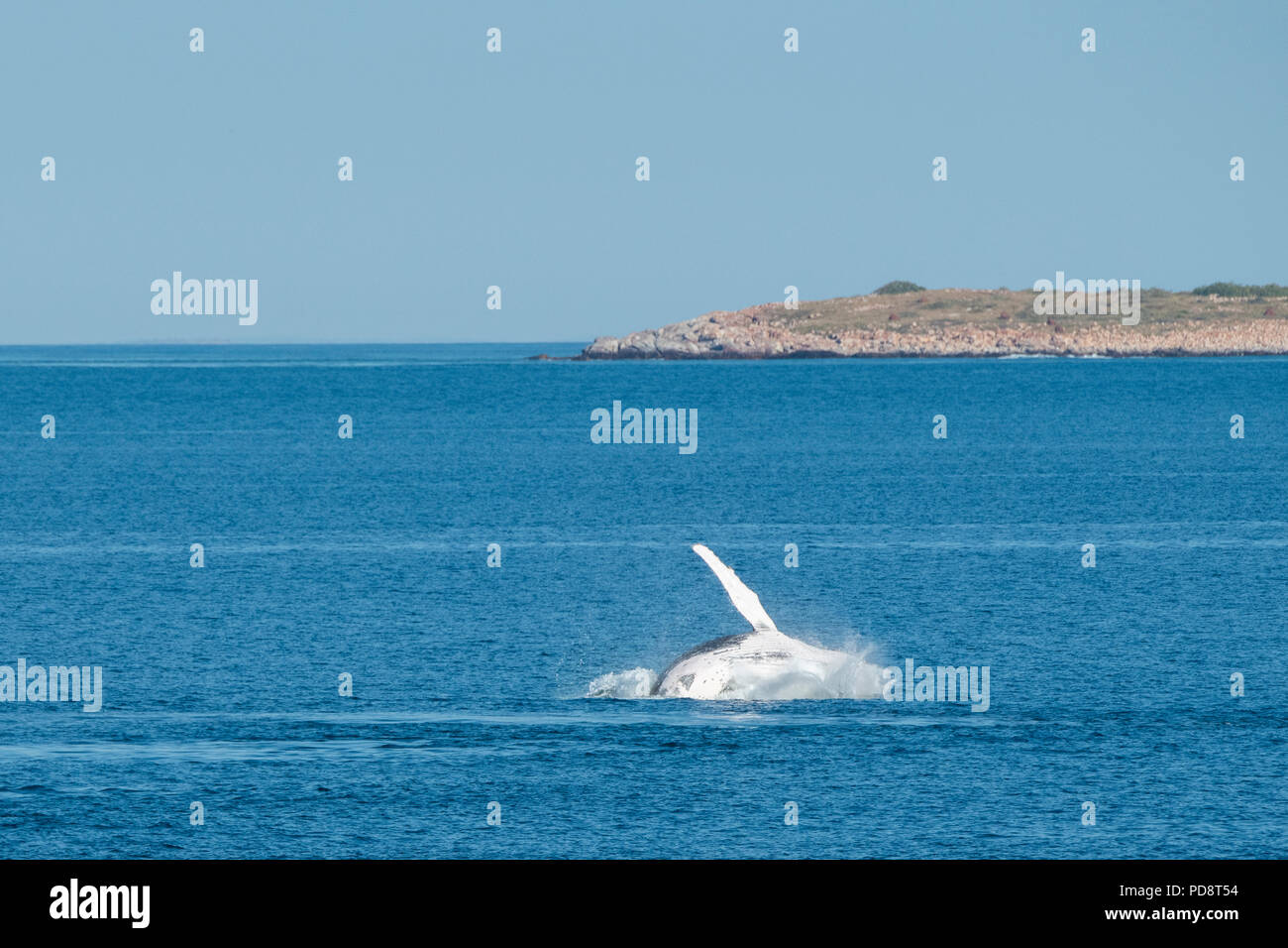 Australien, Westaustralien, Kimberley Küste zwischen Yampi Sound und Besen. Verstoß gegen männliche Buckelwal in der Timorsee mit Kimberley Küste. Stockfoto