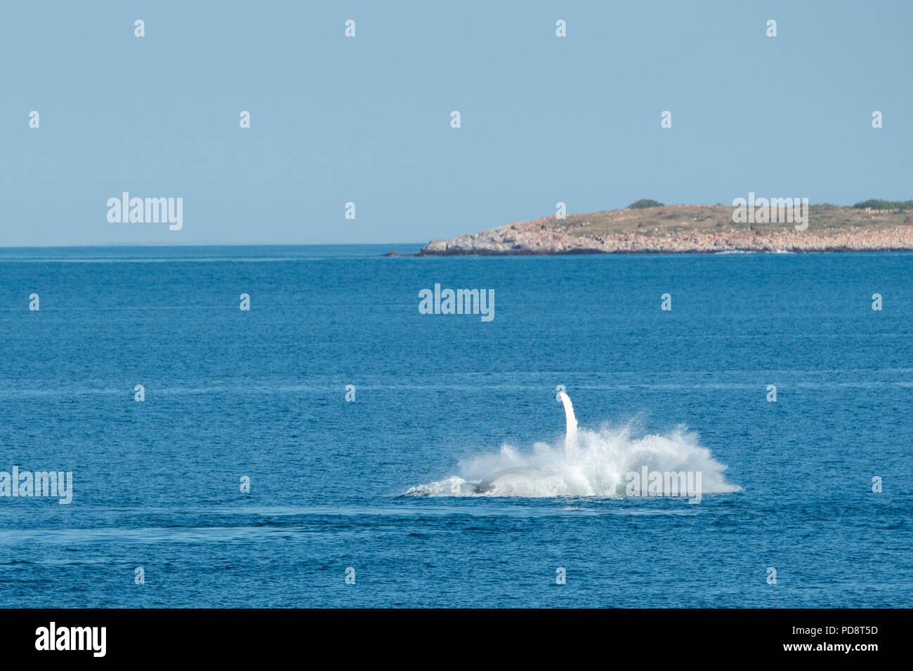 Australien, Westaustralien, Kimberley Küste zwischen Yampi Sound und Besen. Verstoß gegen männliche Buckelwal in der Timorsee mit Kimberley Küste. Stockfoto