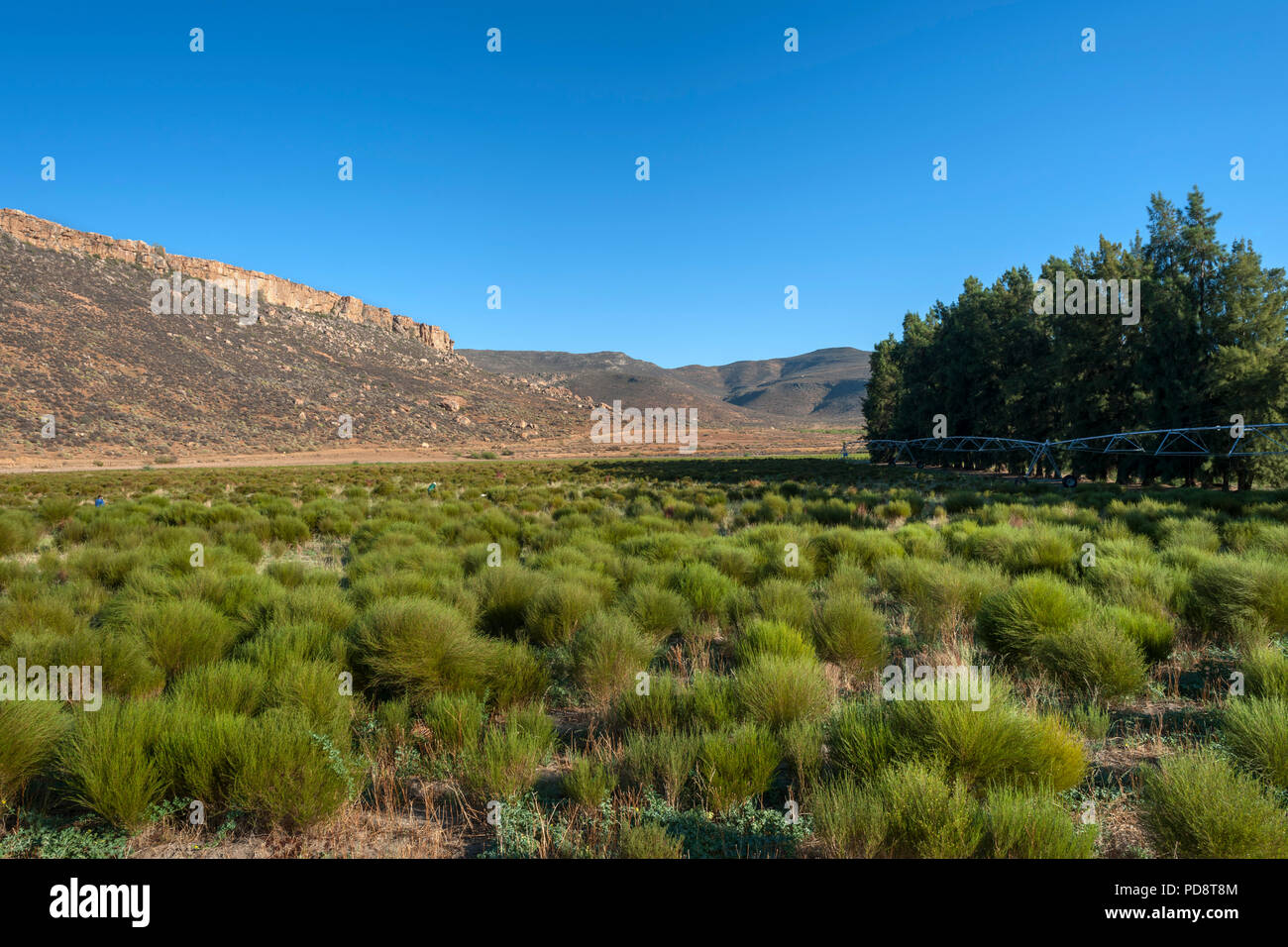 Rooibos Plantagen in den Biedouw Valley in der cederberg Mountains in Südafrika. Stockfoto