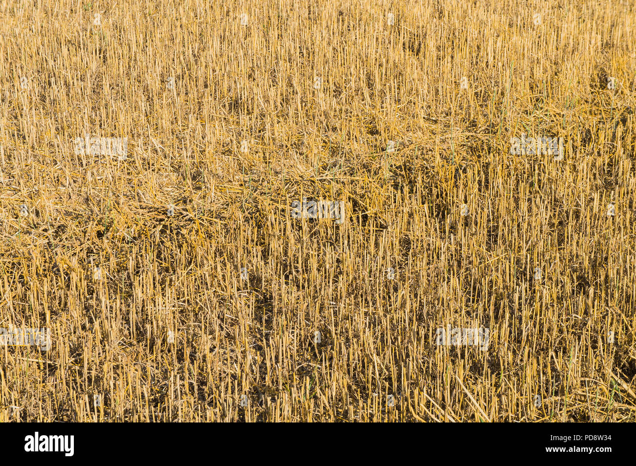 Stoppel Feld, Stroh, Ernte, geerntet, Juli 24, 2018, Prag, Tschechische Republik. (CTK Photo/Klara Foitlova) Stockfoto