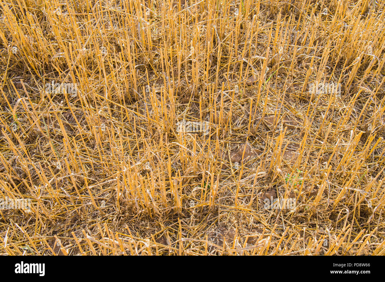 Stoppel Feld, Stroh, Ernte, geerntet, Juli 24, 2018, Prag, Tschechische Republik. (CTK Photo/Klara Foitlova) Stockfoto