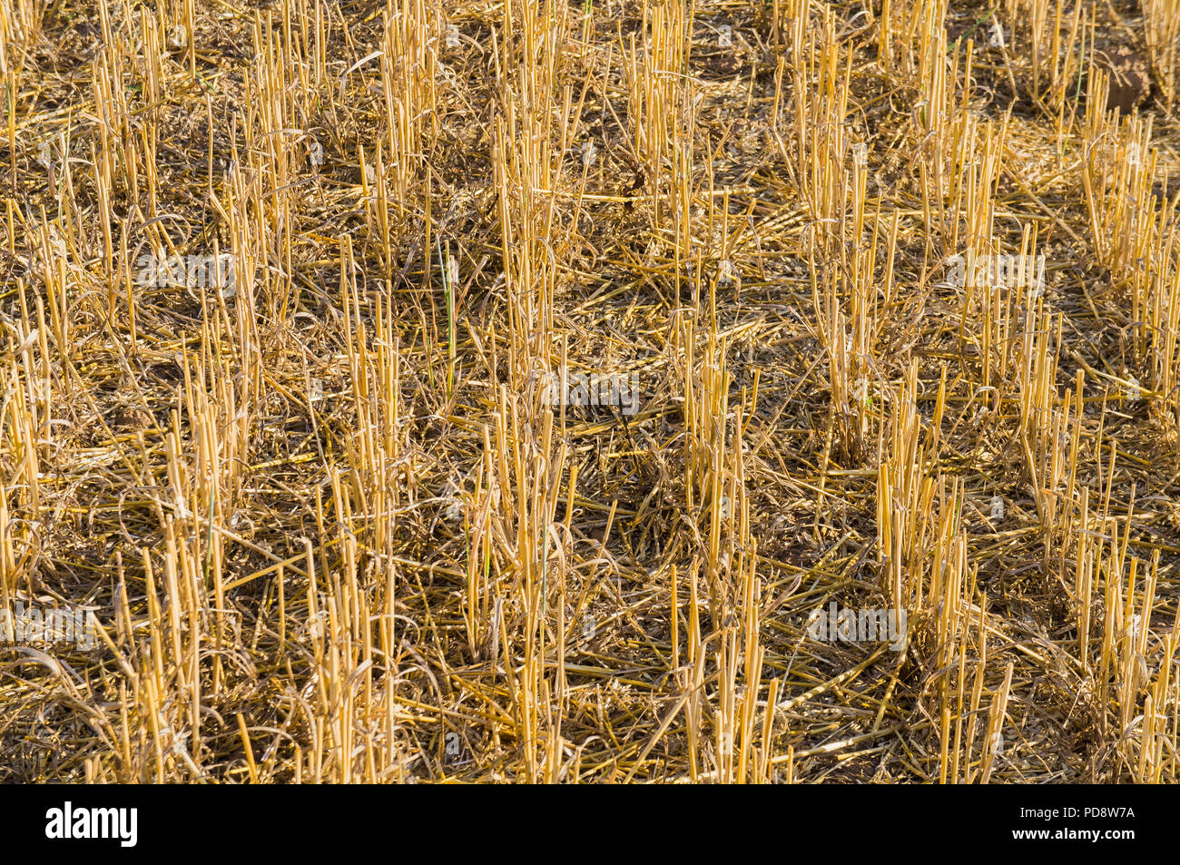 Stoppel Feld, Stroh, Ernte, geerntet, Juli 24, 2018, Prag, Tschechische Republik. (CTK Photo/Klara Foitlova) Stockfoto