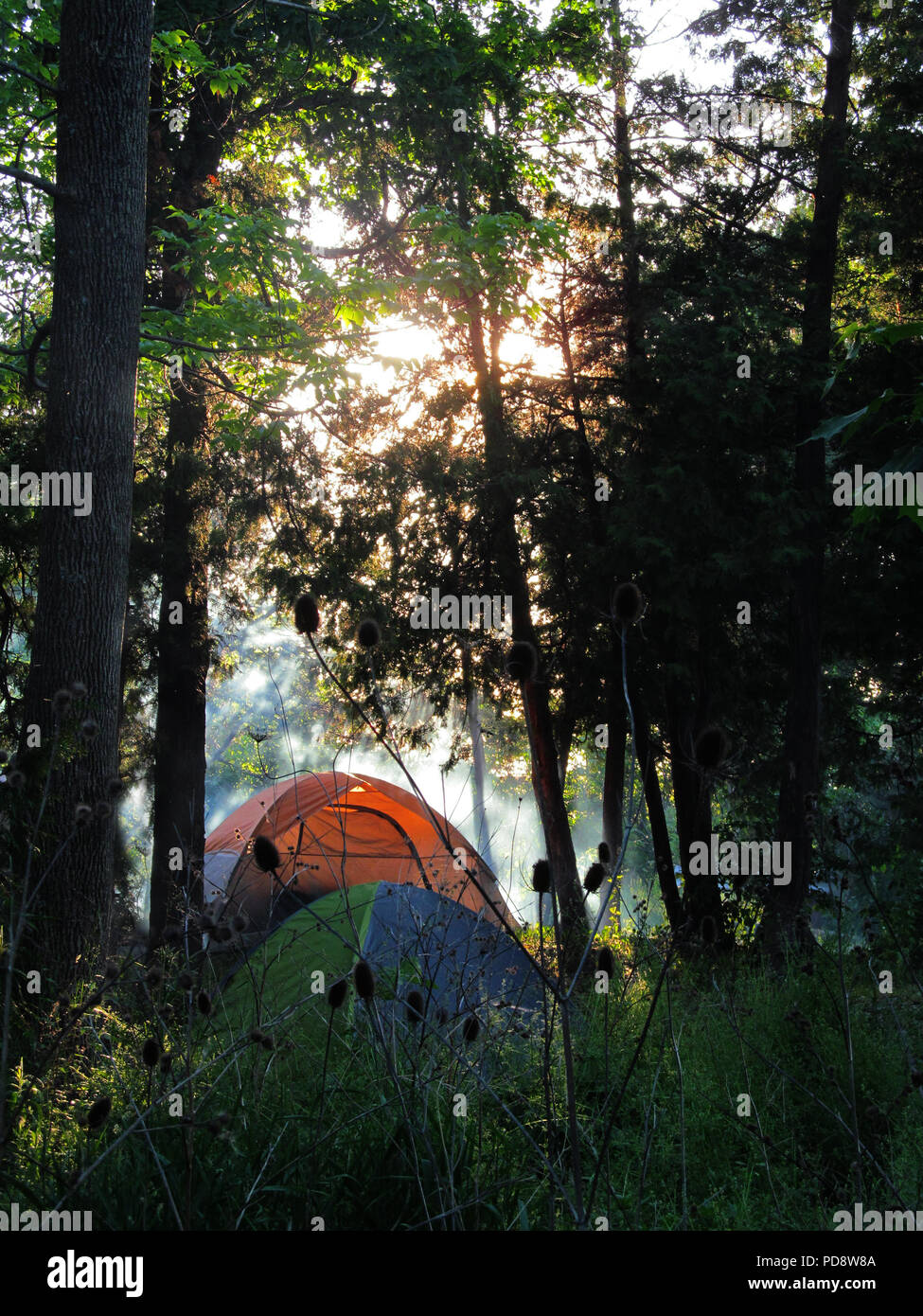 Camping in Zelten im Wald am frhen Morgen Sonnenaufgang Abenteuer im  Freien Stockfotografie - Alamy