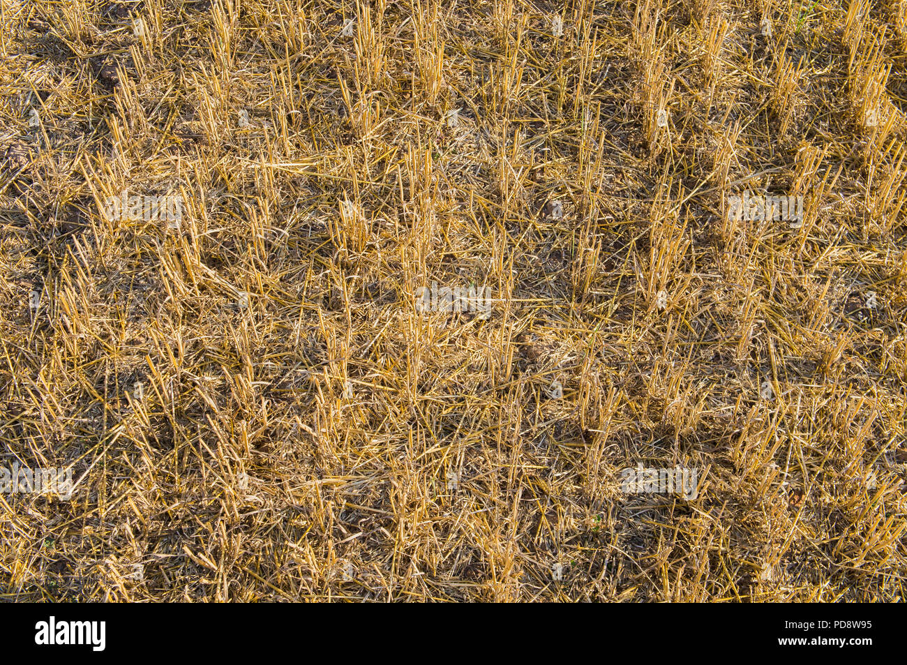 Stoppel Feld, Stroh, Ernte, geerntet, Juli 24, 2018, Prag, Tschechische Republik. (CTK Photo/Klara Foitlova) Stockfoto