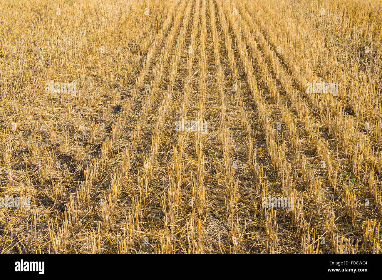 Stoppel Feld, Stroh, Ernte, geerntet, Juli 24, 2018, Prag, Tschechische Republik. (CTK Photo/Klara Foitlova) Stockfoto