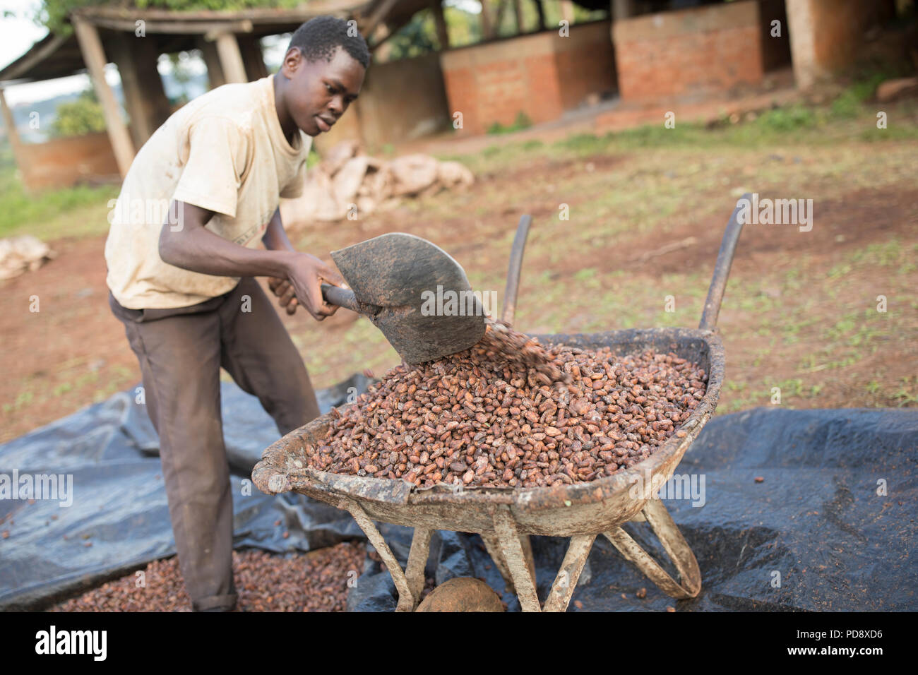 Ein Arbeitnehmer Lasten eine Schubkarre voll von fermentierten Kakaobohnen zu Schokolade Produktionsstätte in Mukono, Uganda. Stockfoto