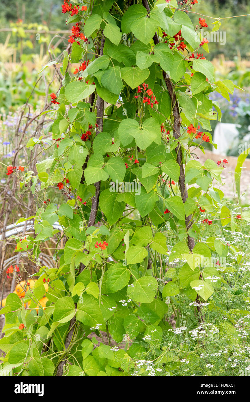 Phaseolus coccineus. Runner Bohnen auf eine Zuteilung. Großbritannien Stockfoto