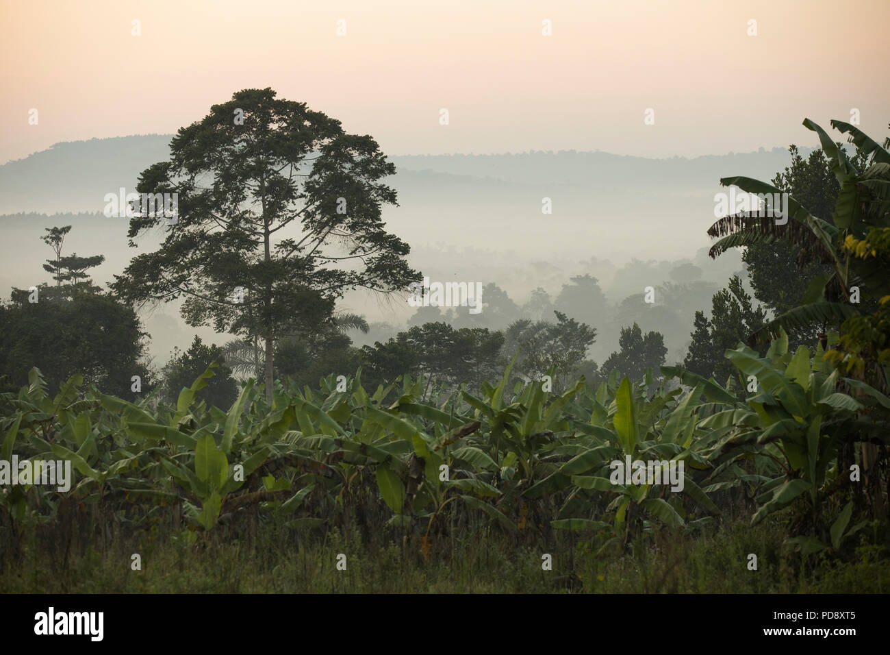 Am frühen Morgen Nebel decken die bewaldeten Hügel von Mukono, Uganda. Stockfoto