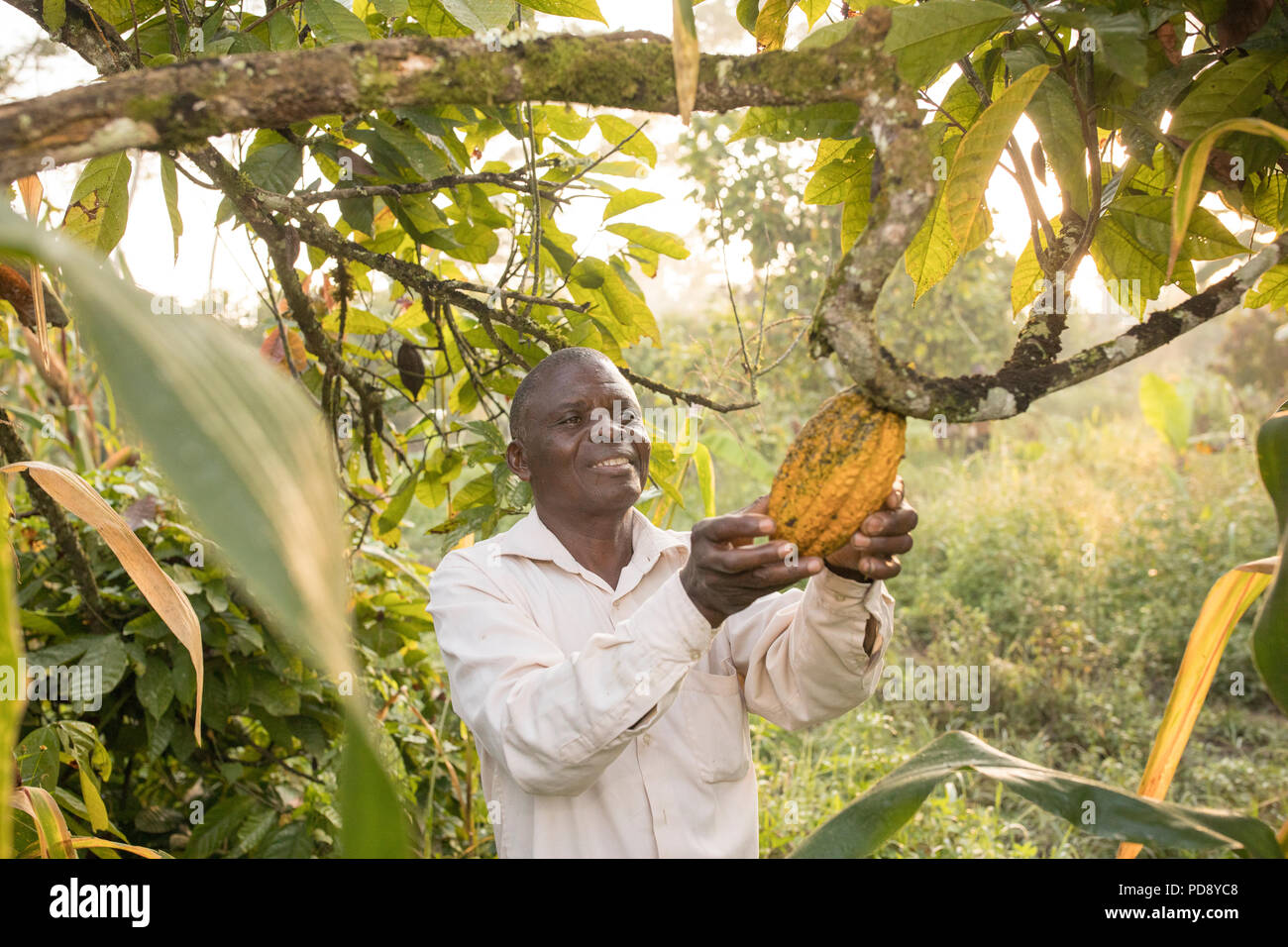 Ein Arbeiter ernten frischen Kakaobohne pods von einer Plantage im Distrikt Mukono, Uganda, Ostafrika. Stockfoto