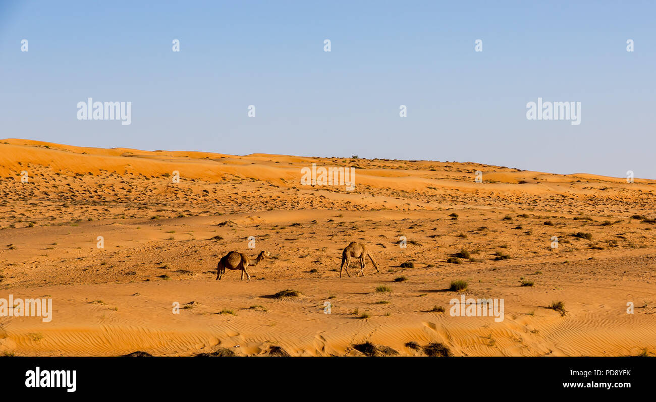 Kamele im Oman Wüste Stockfoto