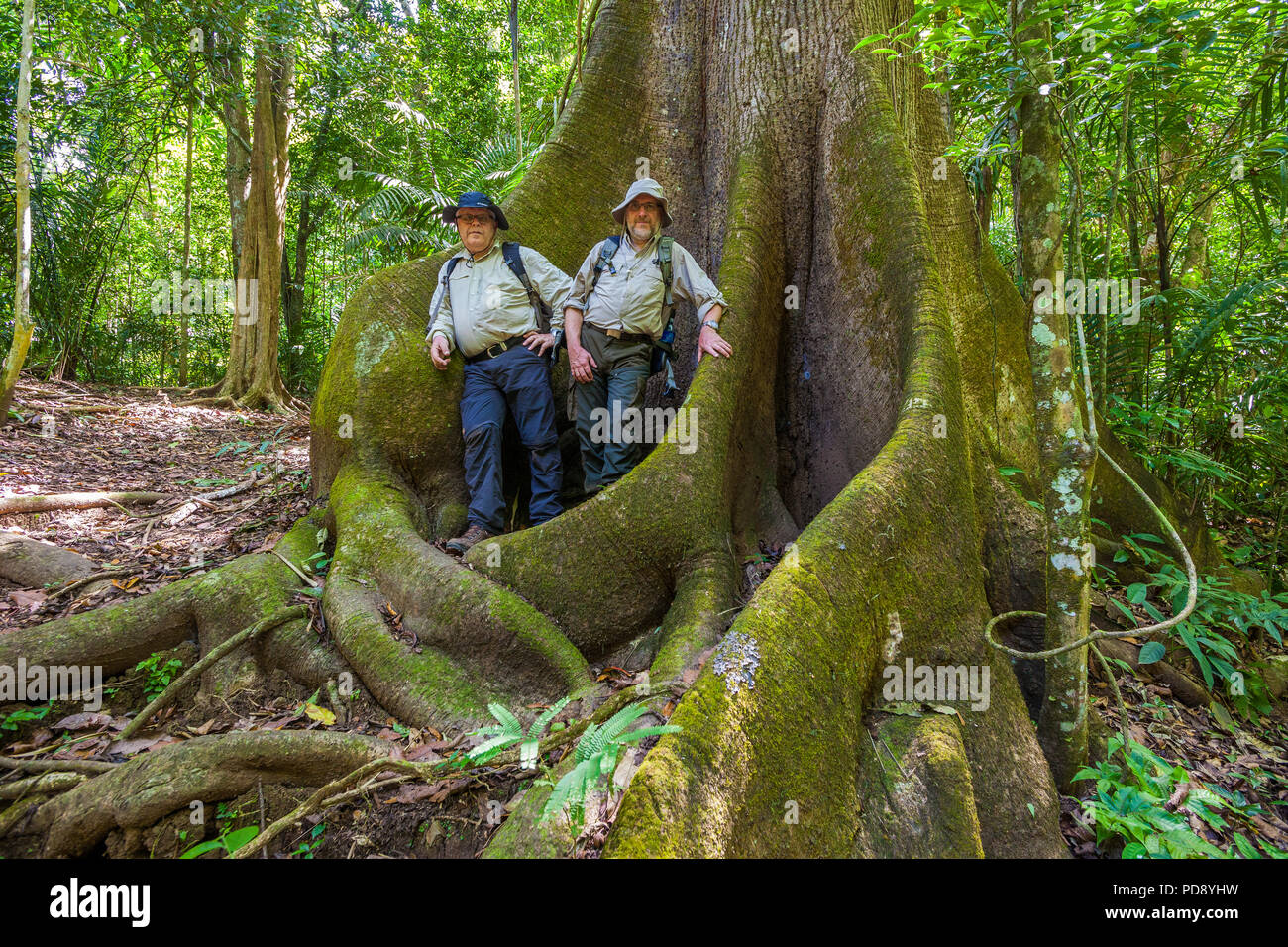 Zwei Naturtouristen neben einem großen ceiba Baum, Ceiba pentandra, im Regenwald des Soberania National Park, Republik Panama. Stockfoto