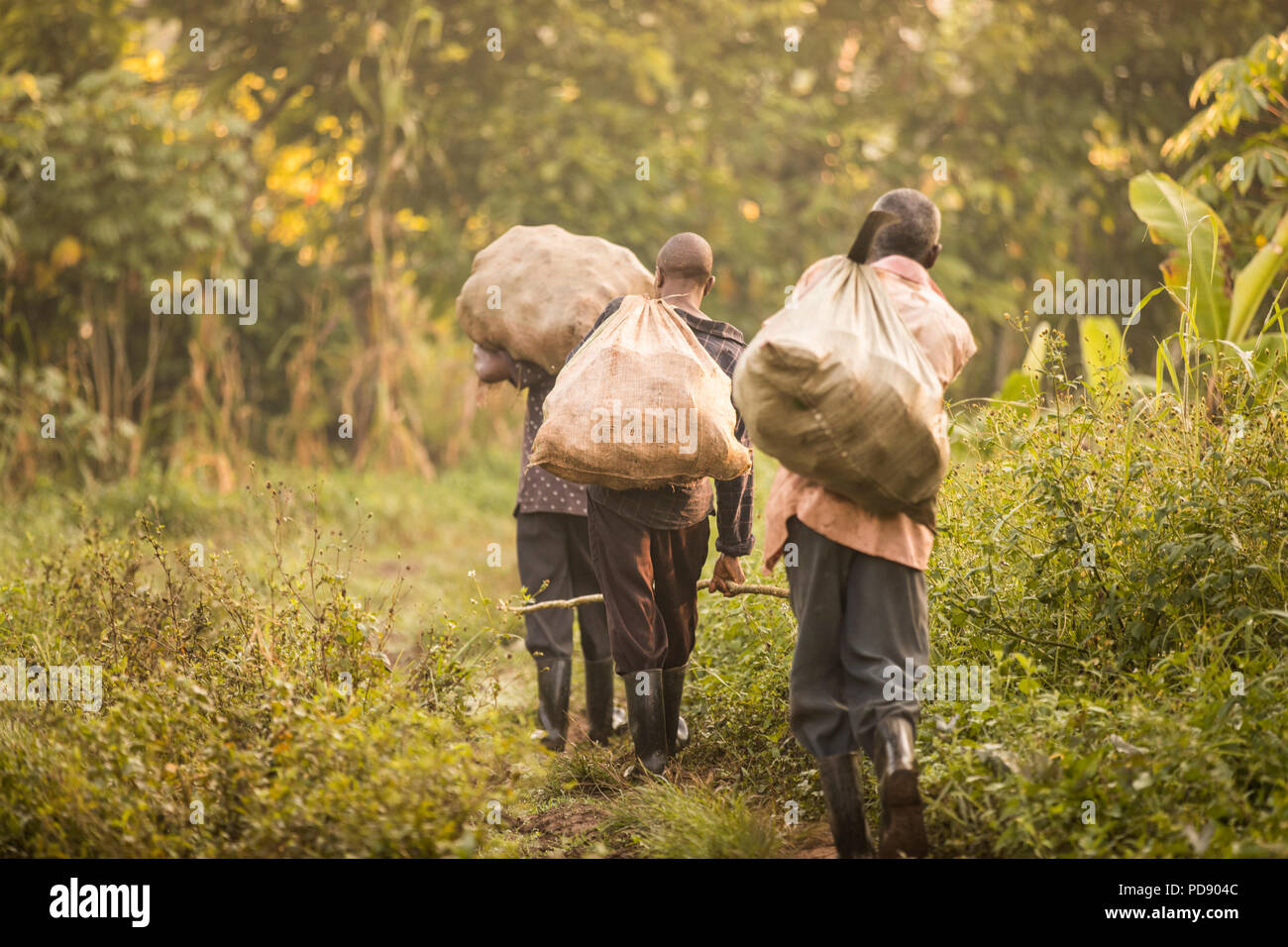 Arbeitnehmer Spaziergang durch einen Kakao Plantagen mit Säcken frisch geerntete Kakaobohne Pads in Mukono, Uganda, Ostafrika. Stockfoto