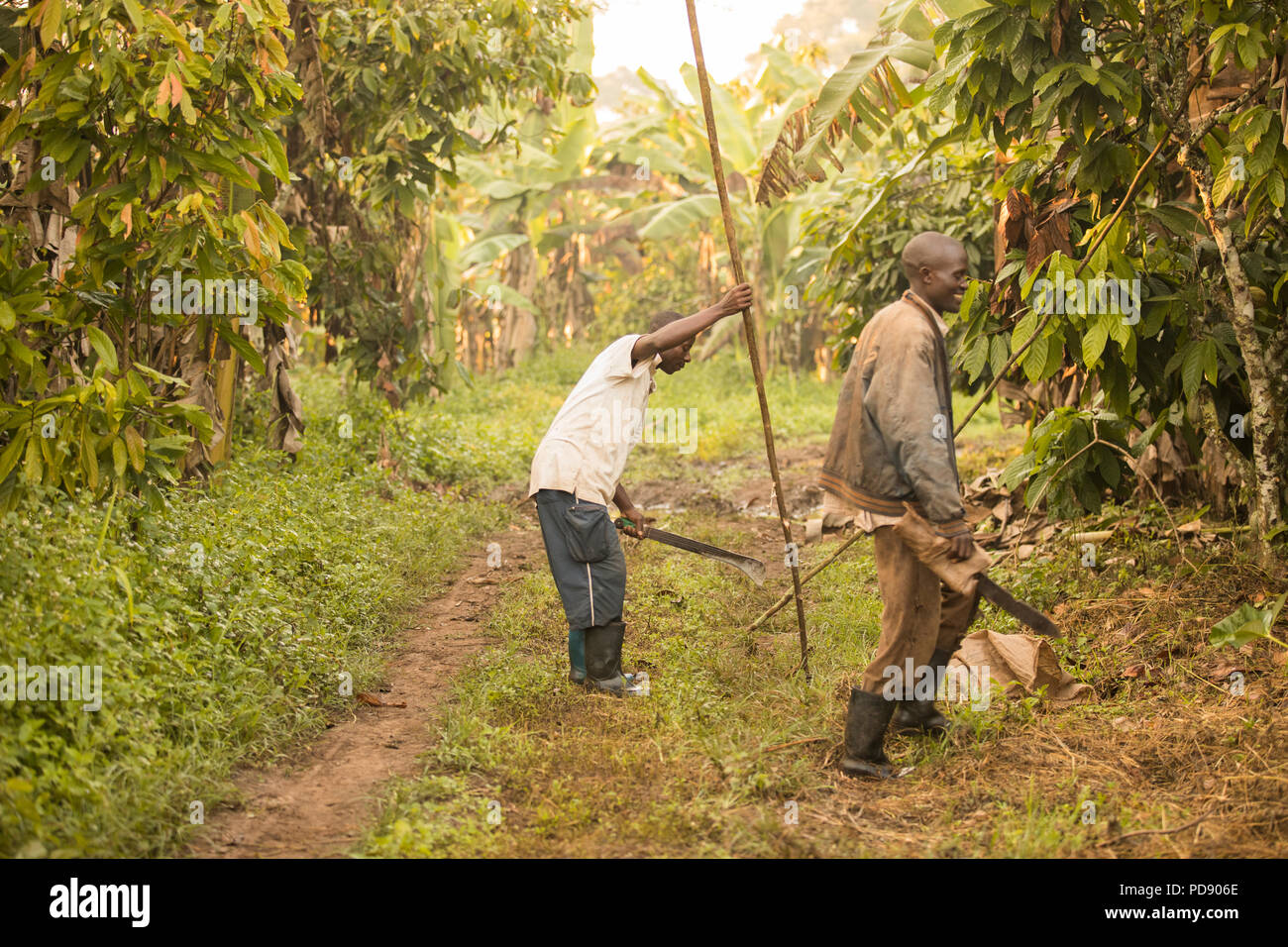 Kakaobohne Erntemaschinen mit langen Stangen der bean Pods aus Kakao Bäume im Distrikt Mukono, Uganda, Ostafrika zu extrahieren. Stockfoto