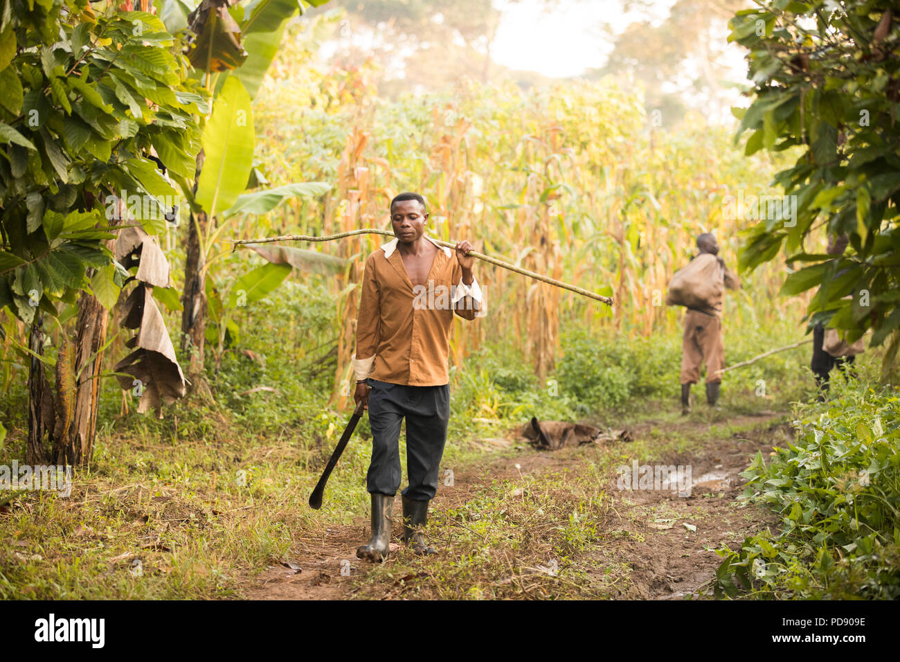 Eine Kakaobohne harvester Spaziergänge durch einen Kakao Plantagen mit einer langen Stange verwendet er die bean pods von Bäumen aus Mukono, Uganda, Ostafrika zu extrahieren. Stockfoto