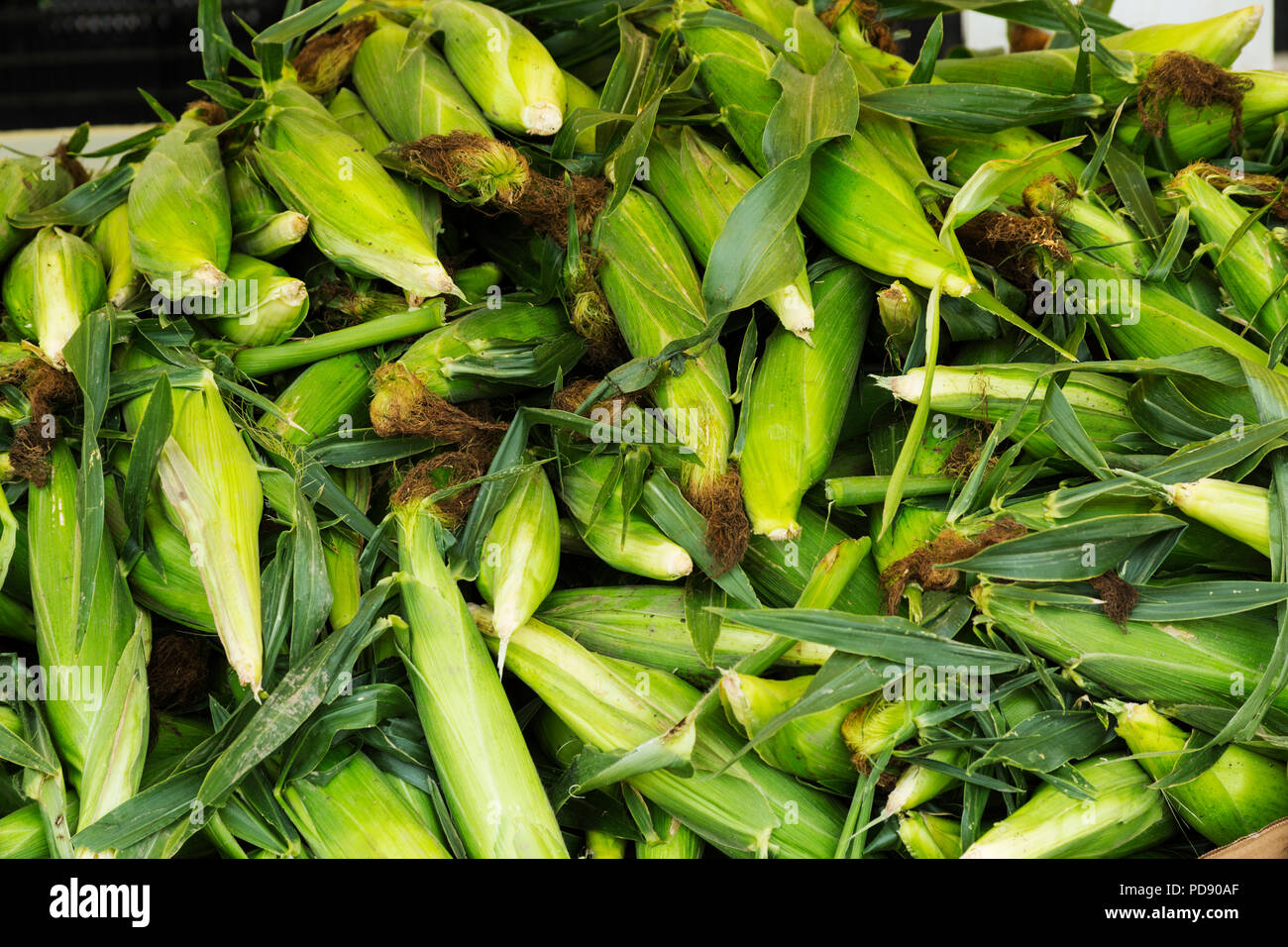 Frische Maiskolben zum Verkauf am Markt stehen. Stockfoto