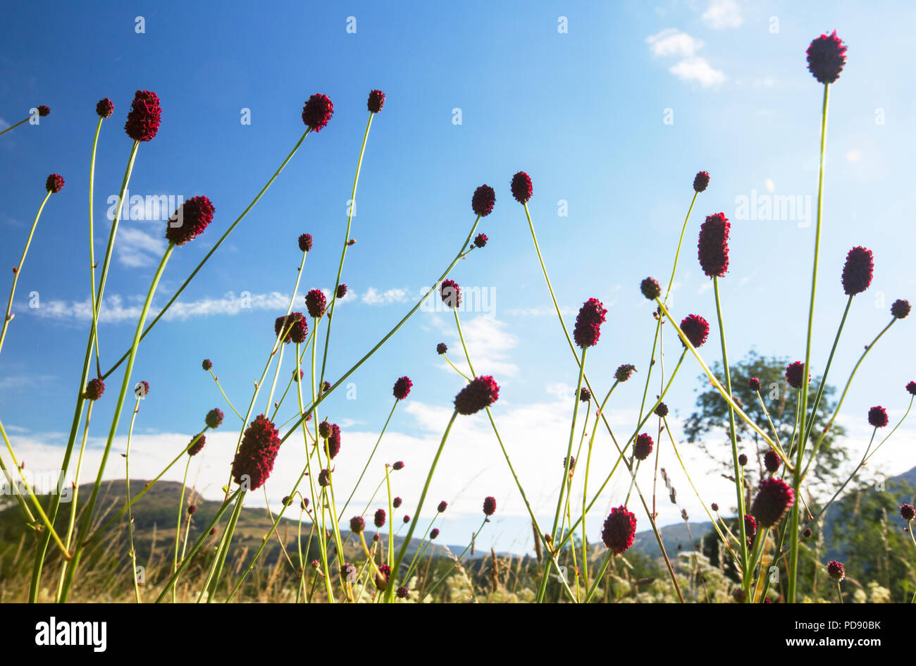 Die Pimpinelle, Sanguisorba officinalis und Mädesüß, Filipendula ulmaria mit anderen wilden Blumen wachsen in Wasser Wiese Lebensraum am Kopf der Lak Stockfoto