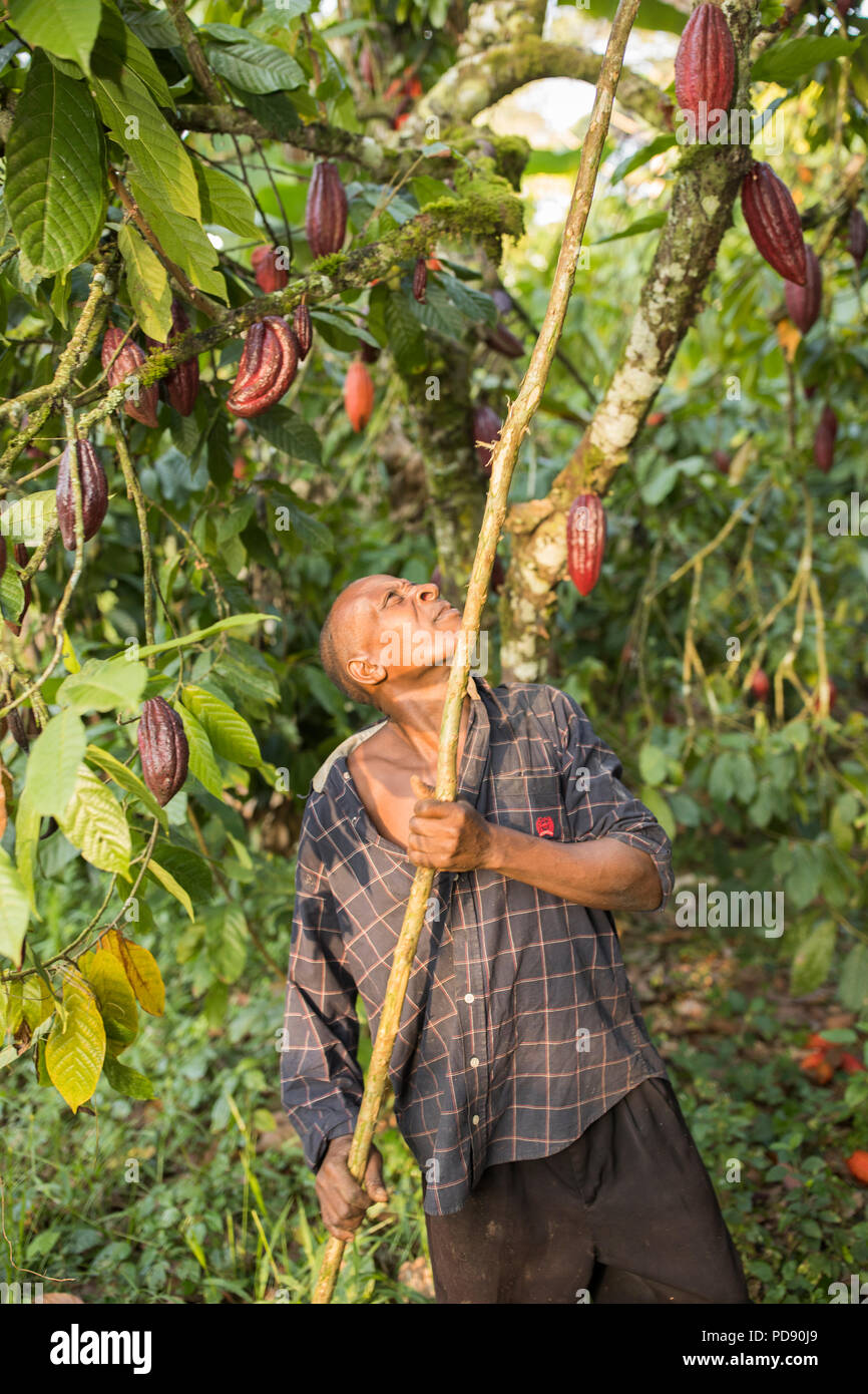 Eine Kakaobohne Harvester verwendet eine lange Stange cocoa bean Pods auf einer Plantage im Distrikt Mukono, Uganda, Ostafrika zu extrahieren. Stockfoto
