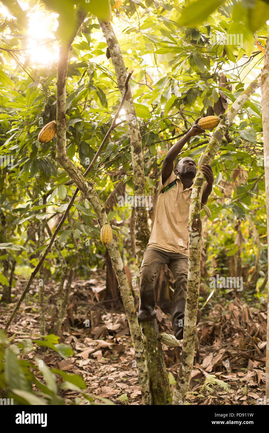 Ein Arbeiter ernten frischen Kakaobohne pods von einer Plantage im Distrikt Mukono, Uganda, Ostafrika. Stockfoto