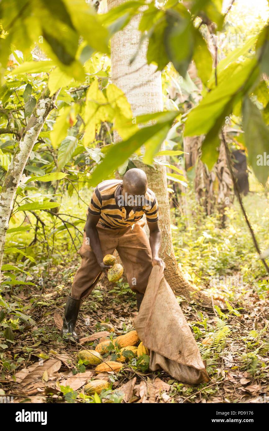 Ein Arbeiter ernten frischen Kakaobohne pods von einer Plantage im Distrikt Mukono, Uganda, Ostafrika. Stockfoto