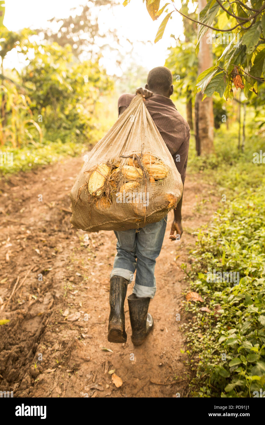 Ein Arbeitnehmer trägt einen Sack von frisch geernteten Kakaobohnen auf einem kakaobaum Plantage im Distrikt Mukono, Uganda, Ostafrika. Stockfoto
