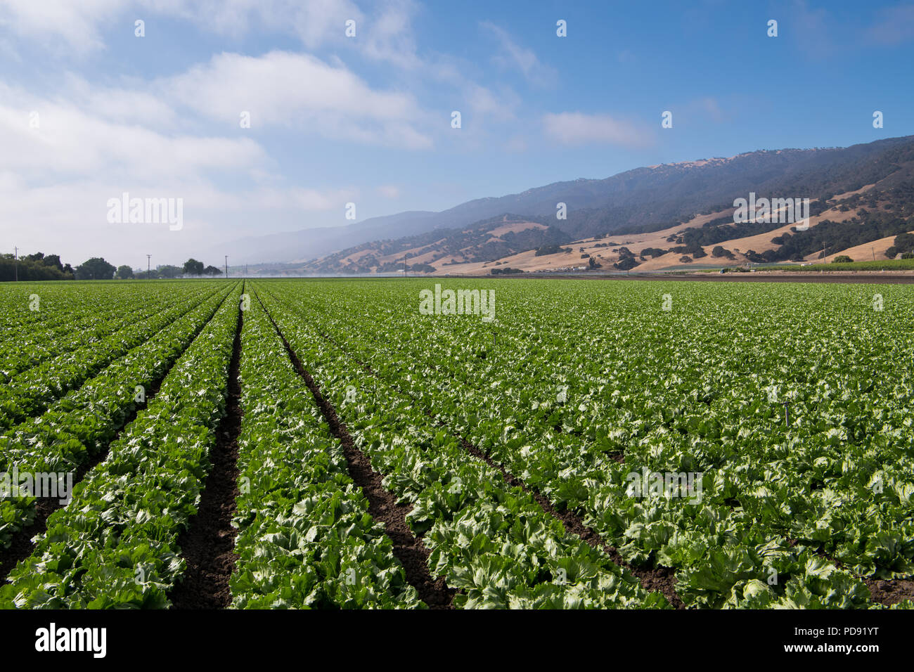 Wachsende Kalifornien Landwirtschaft Feld Zeilen Zeile Gemuse Belaubt Stockfotos Und Bilder Kaufen Alamy