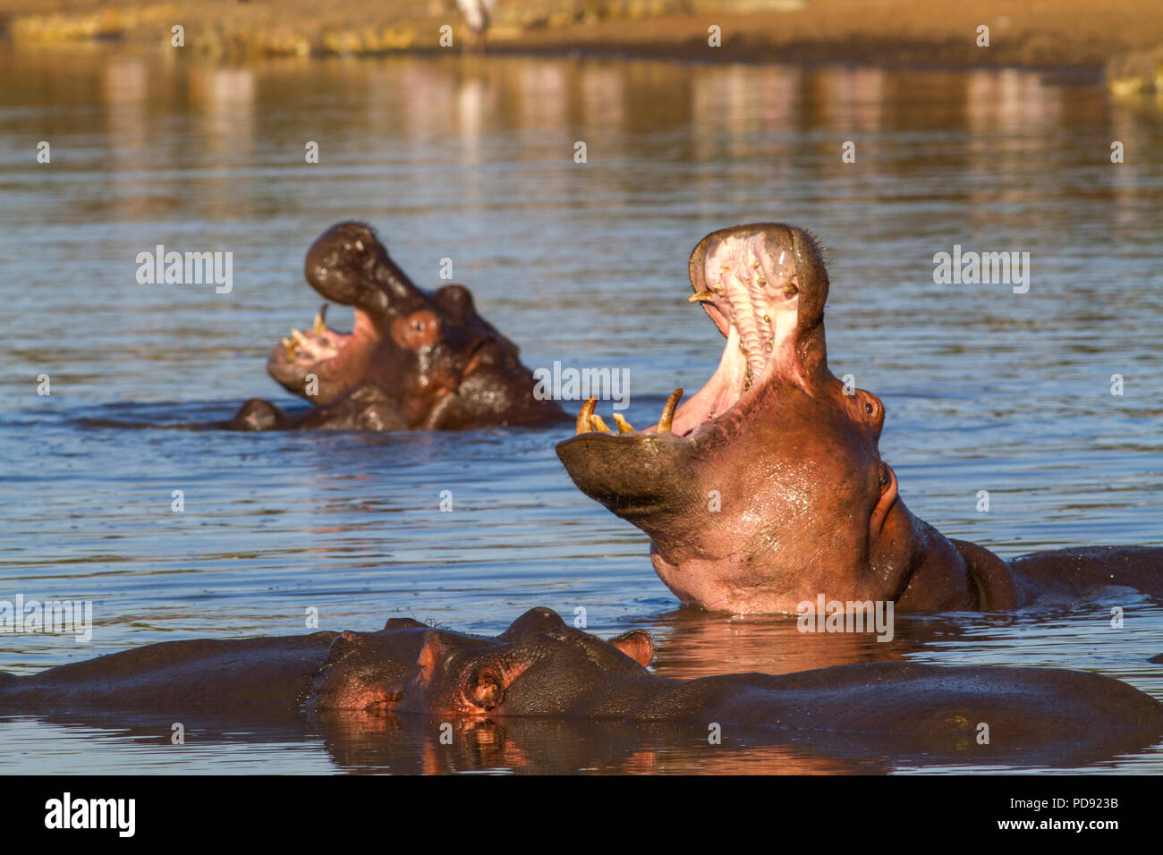 Gähnen Hippopotamus Stockfoto