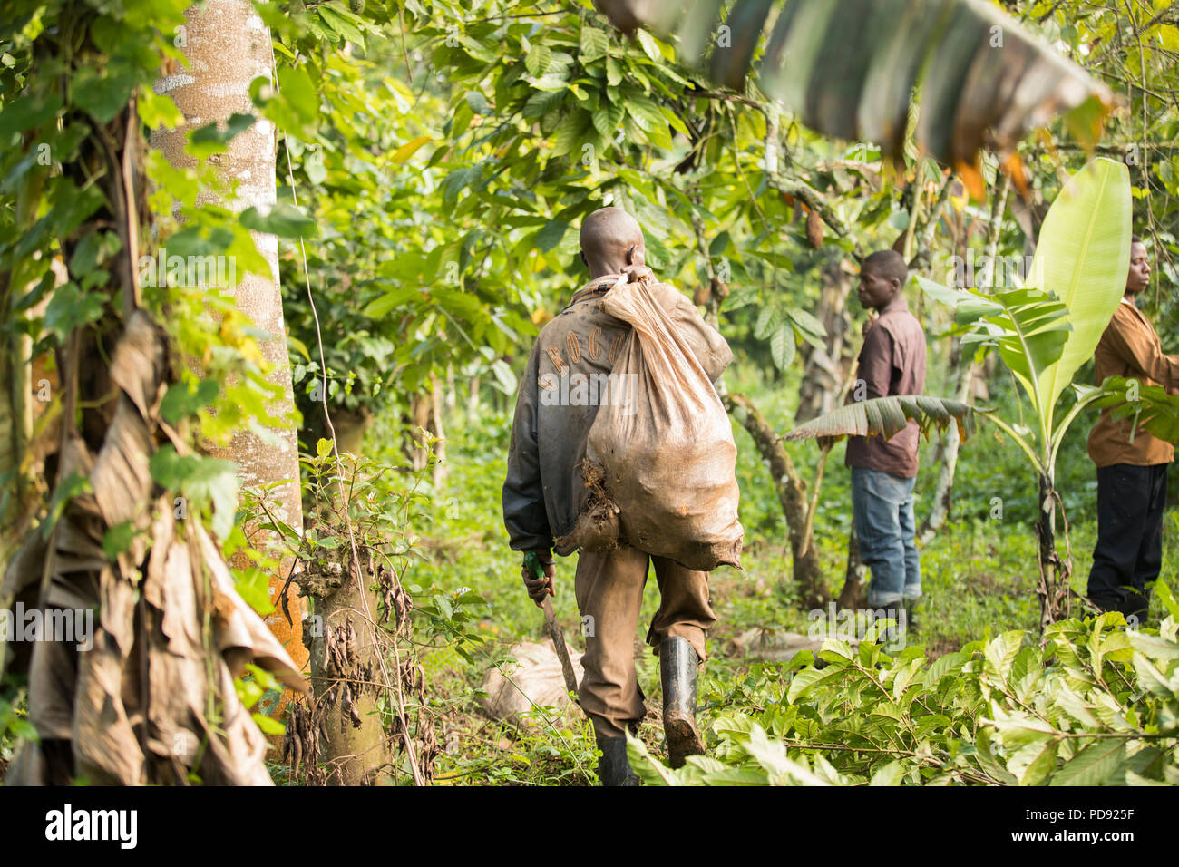 Arbeitnehmer Spaziergang durch einen Kakao Plantagen mit Säcken frisch geerntete Kakaobohne Pads in Mukono, Uganda, Ostafrika. Stockfoto