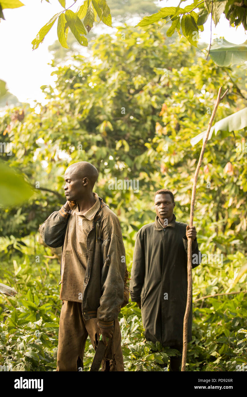 Kakaobohne Erntemaschinen mit langen Stangen der bean Pods aus Kakao Bäume im Distrikt Mukono, Uganda, Ostafrika zu extrahieren. Stockfoto