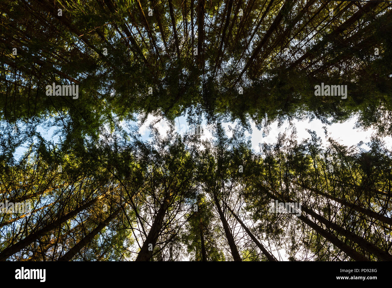 Abstrakte Sicht der Lookin bis an Bäumen am Ende des Sommer Tag Stockfoto