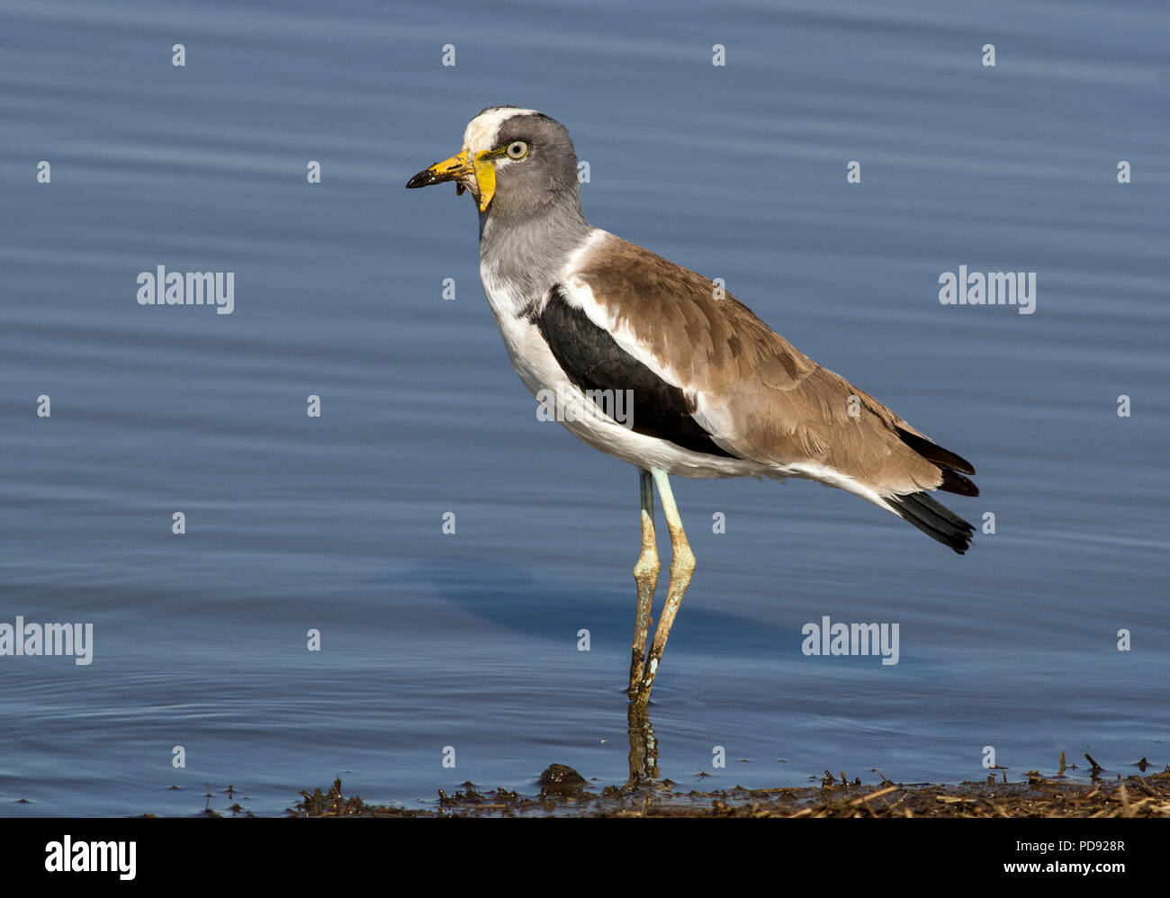 Weiße Krone Kiebitz Stockfoto