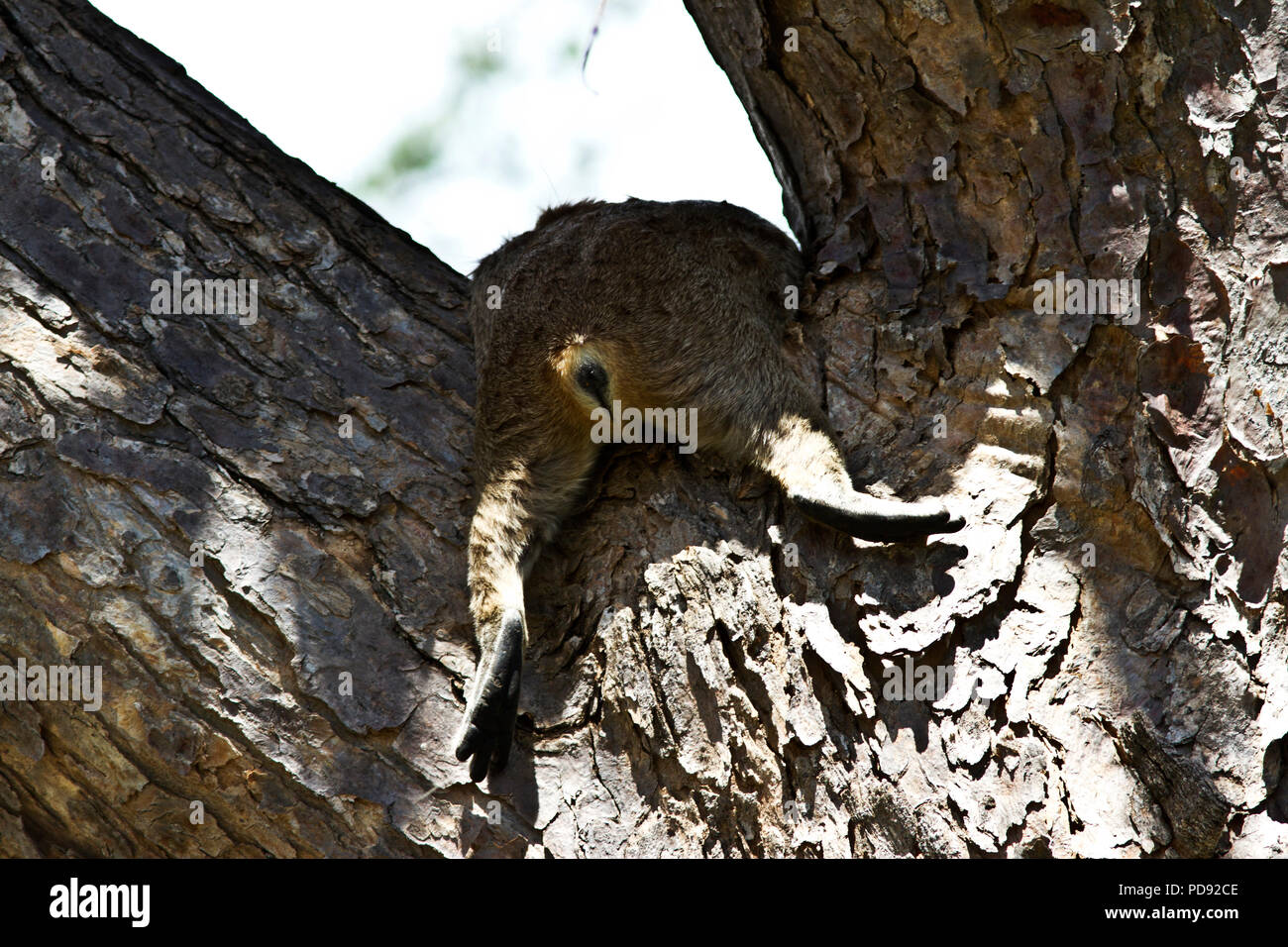 Eine Bush Hyrax schläft in der Armbeuge eine Filiale in der Hitze des Tages. Stockfoto