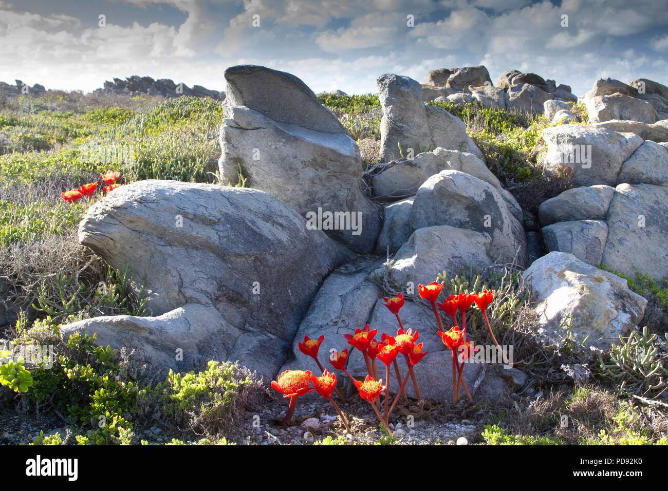 Pinsel Lilien mit Felsen Stockfoto